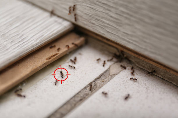 Best Commercial Pest Control Services  in Cutler, CA