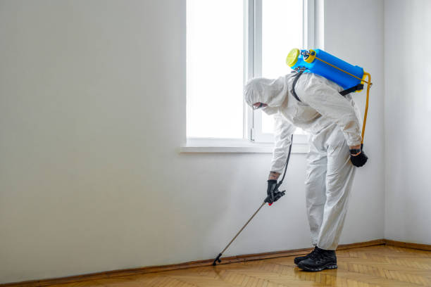 Best Rat Extermination Near Me  in Cutler, CA