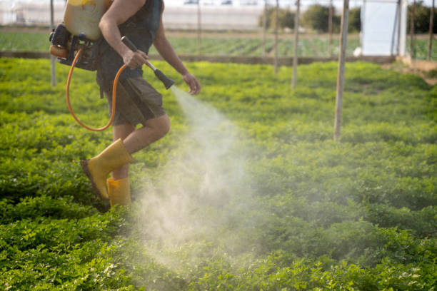 Best Emergency Pest Control  in Cutler, CA