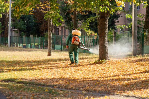 Best Rat Extermination Near Me  in Cutler, CA