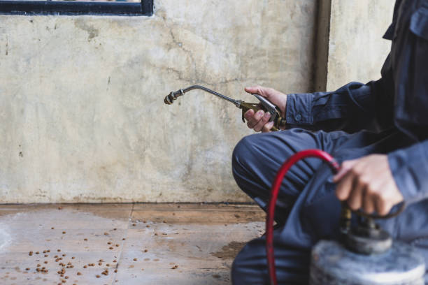 Best Affordable Pest Control Services  in Cutler, CA